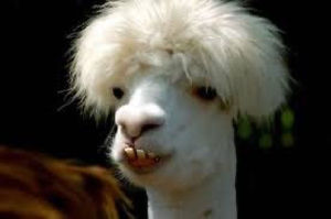 Meet your Posher, Jack